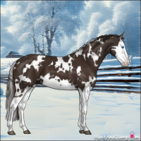 Horse Color:White Spotted Liver Chestnut Splash 