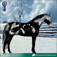 Horse Color:Gray Sable Champagne Chinchilla Splash Tobiano