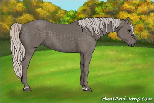 Horse Color:Silver Black 