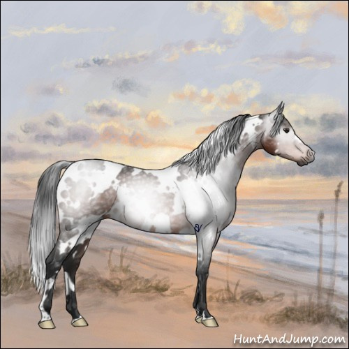 Horse Color:Gray White Spotted Brown Rabicano 