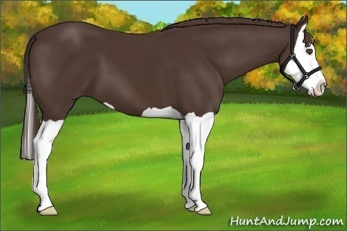 Horse Color:Liver Chestnut Splash