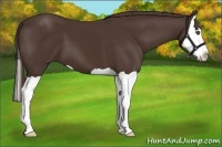 Horse Color:Liver Chestnut Splash 