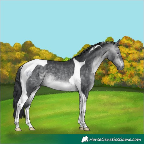 Horse Color:Bay Chinchilla Tobiano 