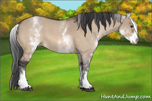 Horse Color:White Spotted Bay Dun