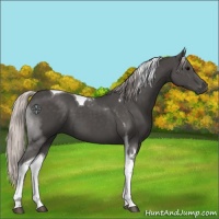 Horse Color:Silver Black Tobiano 