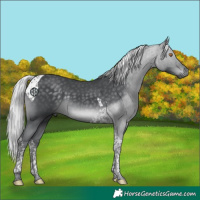 Horse Color:Silver Black Chinchilla Tobiano 