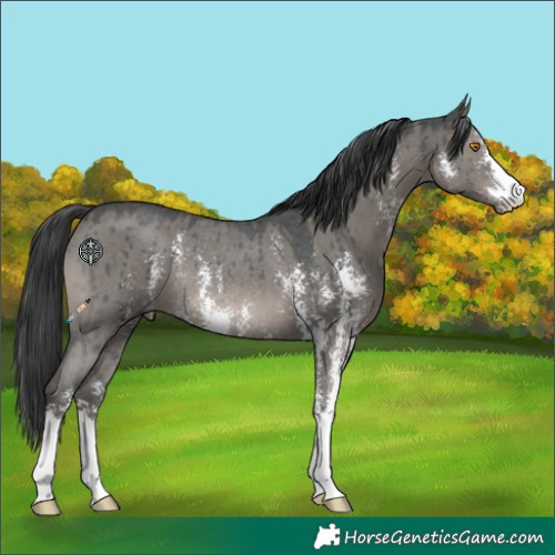 Horse Color:Grullo Sabino Rabicano Brindle 