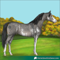 Horse Color:Grullo Sabino Rabicano Brindle 