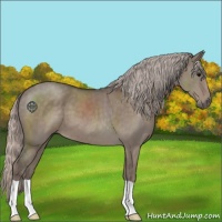 Horse Color:Silver Grullo 