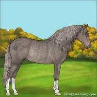 Horse Color:Silver Black Rabicano 