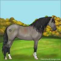 Horse Color:Grullo