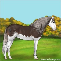 Horse Color:Silver Brown Sabino Splash