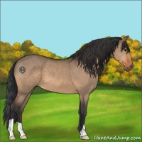 Horse Color:Bay Dun 