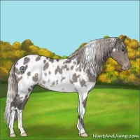 Horse Color:White Spotted Silver Black Appaloosa Rabicano