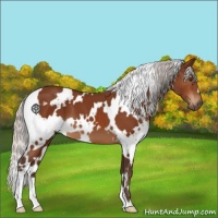 Horse Color:White Spotted Silver Brown