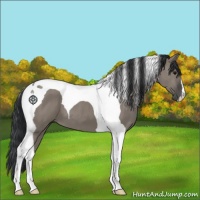 Horse Color:Grullo Tobiano