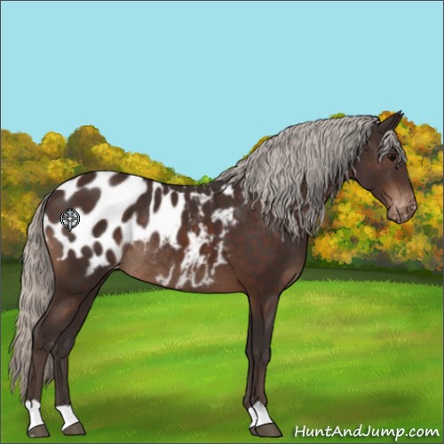 Horse Color:Silver Brown Appaloosa Rabicano 