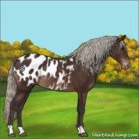 Horse Color:Silver Brown Blanket Rabicano 