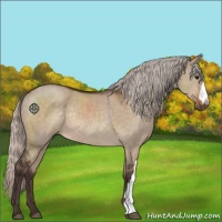Horse Color:Silver Brown Dun Rabicano