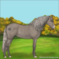 Horse Color:Silver Grullo 