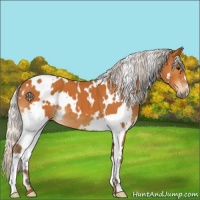 Horse Color:White Spotted Silver Buckskin