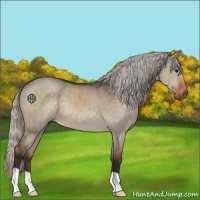 Horse Color:Silver Brown Dun