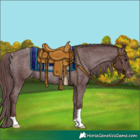 Horse Color:Chocolate Black Appaloosa Rabicano 