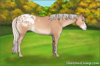Horse Color:Silver Amber Champagne Appaloosa 