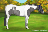 Horse Color:Black Tobiano Blanket Rabicano 