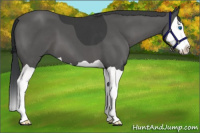Horse Color:Black Splash