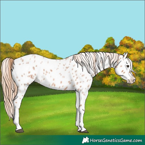 Horse Color:Red Roan Splash Near Leopard