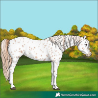 Horse Color:Red Roan Splash Near Leopard 