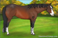 Horse Color:Bay Splash 