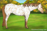 Horse Color:Red Dun Near Leopard 