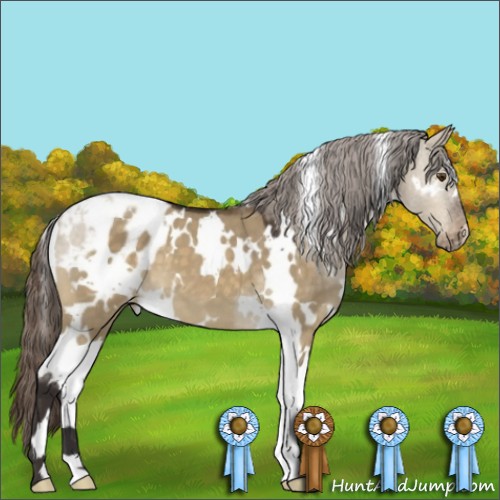 Horse Color:White Spotted Buckskin Dun Mushroom Appaloosa 