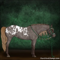 Horse Color:Liver Red Roan Sabino Appaloosa 