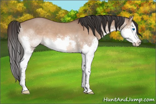 Horse Color:Bay Dun Splash 