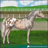Horse Color:Chocolate Palomino Appaloosa 
