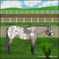 Horse Color:Grullo Splash Appaloosa 