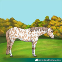 Horse Color:Red Dun Splash Appaloosa 