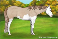 Horse Color:Red Dun Splash Appaloosa 
