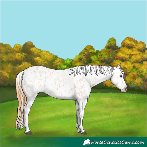 Horse Color:Red Dun Splash Appaloosa