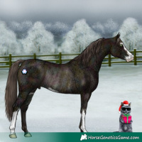 Horse Color:Midnight Amber Champagne Ice Sabino Rabicano 