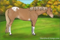 Horse Color:Chestnut Tobiano Appaloosa