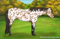 Horse Color:Bay Frame Appaloosa