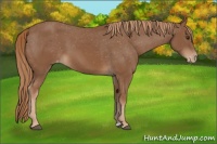 Horse Color:Chestnut Appaloosa 