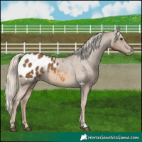 Horse Color:Chocolate Palomino Appaloosa 