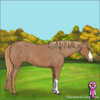 Horse Color:Chestnut Appaloosa 