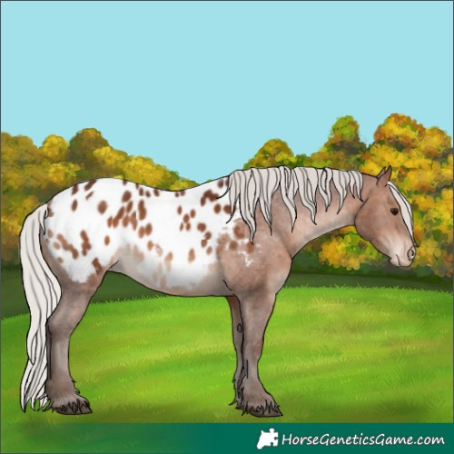 Horse Color:Silver Bay Appaloosa 