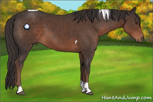 Horse Color:Liver Chestnut Tobiano 